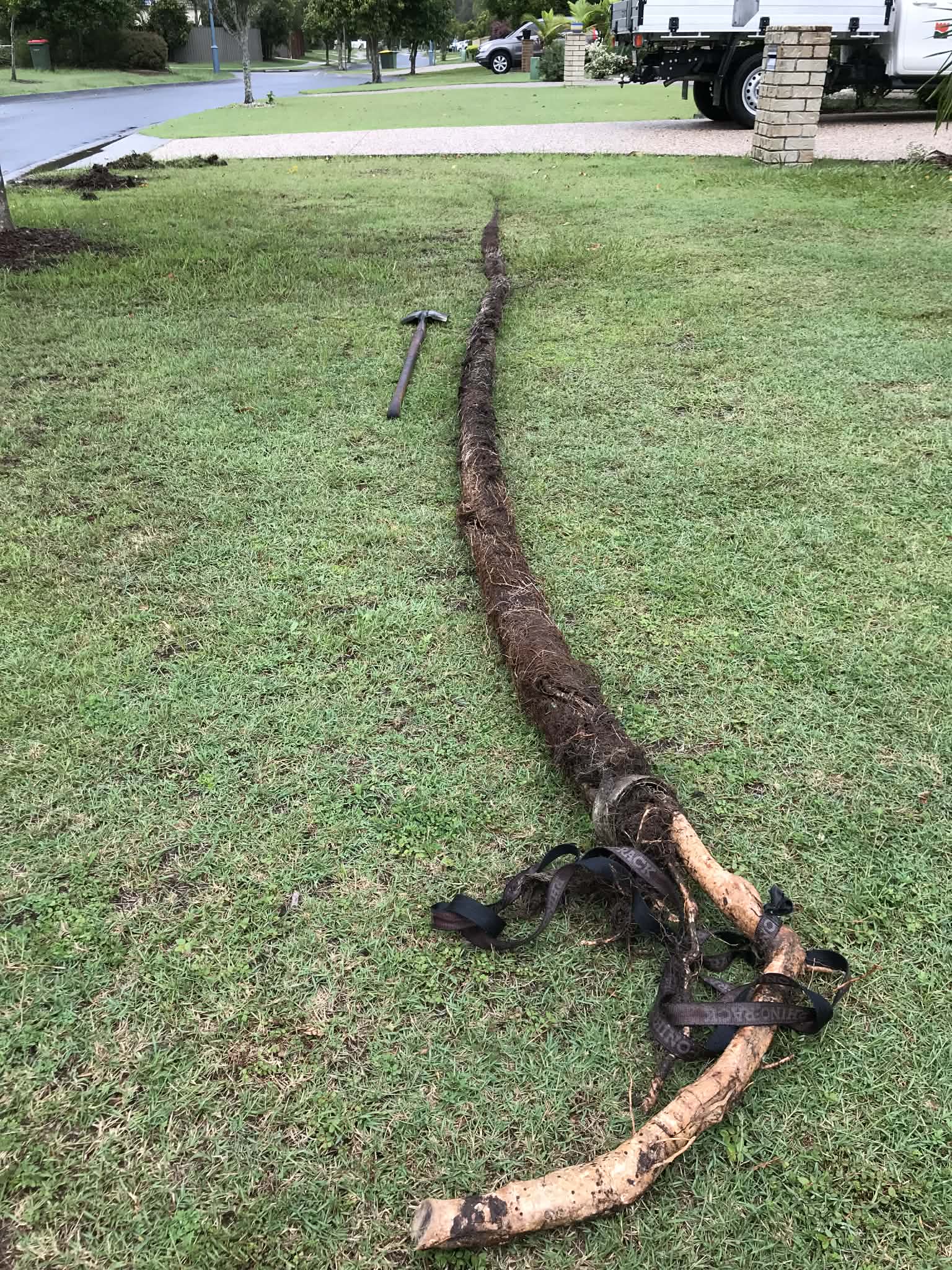 Tree roots removed from sewer pipe